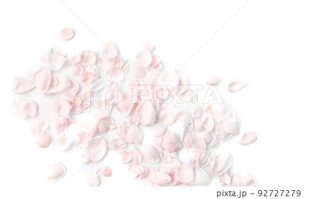 Petals of pale pink roses on a white Petals of pale pink roses on a white 92727279