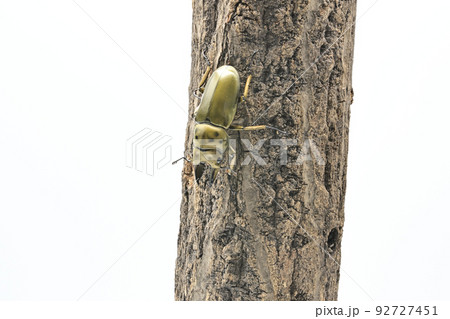 オオゴンオニクワガタ オオゴンオニクワガタ 92727451