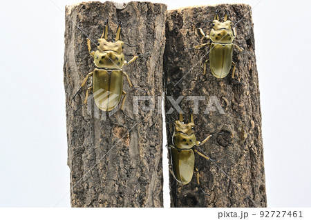 オオゴンオニクワガタ 92727461