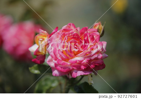 荒尾市 おもやい市民花壇 バラの花、 荒尾市 おもやい市民花壇 バラの花、 92727601