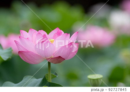 蓮の花 92727845