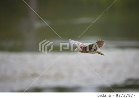 飛翔するホシゴイ／ゴイサギの幼鳥_9 92727977
