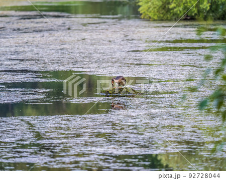 Great Crested Grebe, Podiceps cristatus, water bird sitting on the nest, nesting time on the green lake Great Crested Grebe, Podiceps cristatus, water bird sitting on the nest, nesting time on the green lake 92728044