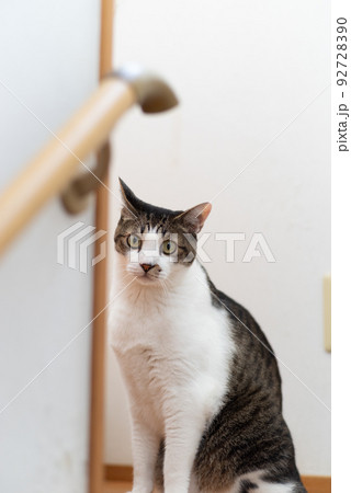座っている猫 キジトラ猫 座っている猫 キジトラ猫 92728390