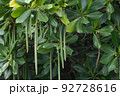 メヒルギの種 92728616