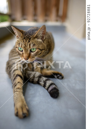 バルコニーのキジトラ猫 92728881