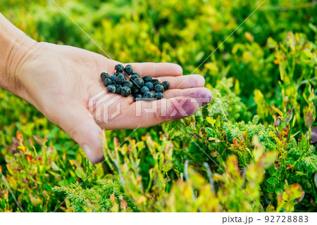 Hand full of wild blueberries Hand full of wild blueberries 92728883