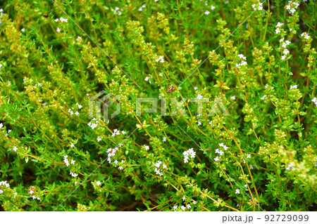 コモンタイム 92729099