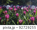 a Krachiew flowers and another name is Curcuma sessilis in public park 92729255