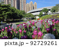 a Krachiew flowers and another name is Curcuma sessilis in public park 92729261