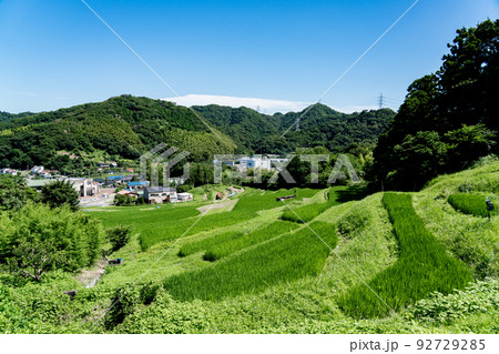 【神奈川県】真っ青な青空の葉山の棚田 92729285