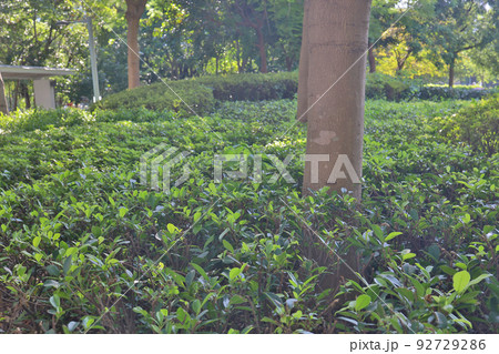 the Vegetative background from leaves and plants. the Vegetative background from leaves and plants. 92729286