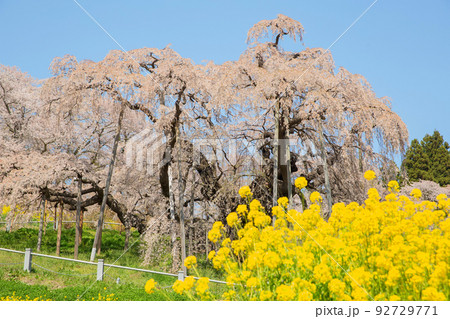 桜 92729771