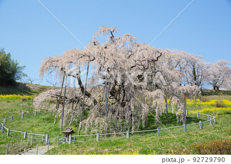 桜 92729790