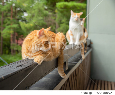 猫 猫 92730052