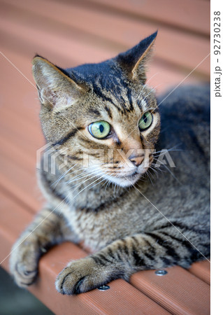 ベンチの上で休むキジトラ猫 ベンチの上で休むキジトラ猫 92730238