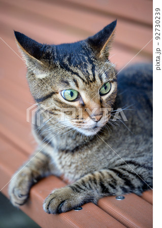 ベンチの上で休むキジトラ猫 ベンチの上で休むキジトラ猫 92730239
