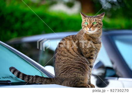 車の上のキジトラ猫 92730270