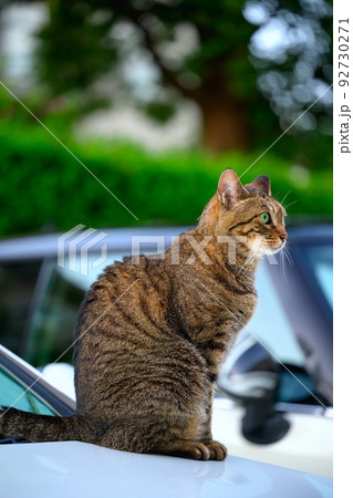 車の上のキジトラ猫 車の上のキジトラ猫 92730271
