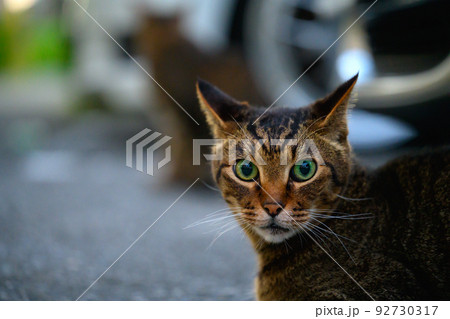 駐車場のキジトラ猫 92730317