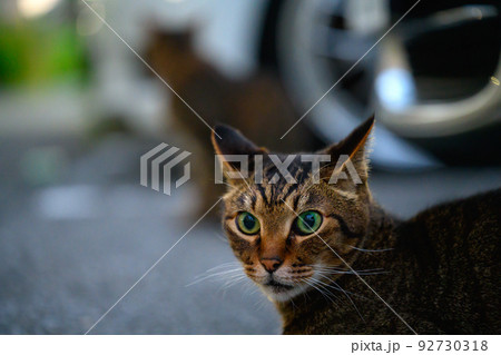 駐車場のキジトラ猫 92730318