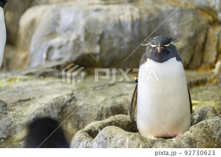 ミナミイワトビペンギン ミナミイワトビペンギン 92730623