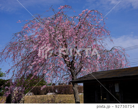 栗源の春 92730714