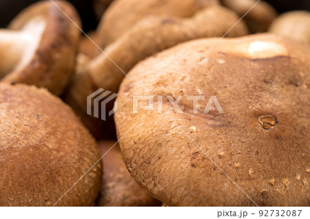 生椎茸のアップ画像 生椎茸のアップ画像 92732087