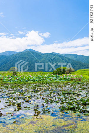 夏の井戸尻遺跡の蓮の花 92732745