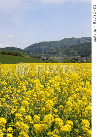 満開の菜の花畑 満開の菜の花畑 92732781