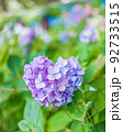 ハート型の紫陽花 92733515