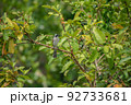 シロガシラ 92733681