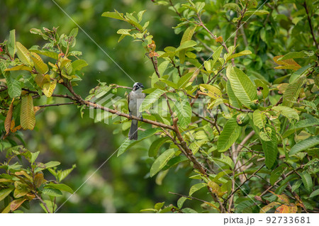 シロガシラ 92733681