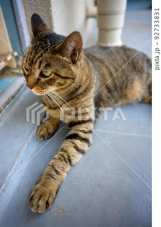 バルコニーのキジトラ猫 92733831