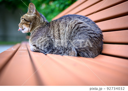 ベンチの上のキジトラ猫 ベンチの上のキジトラ猫 92734032