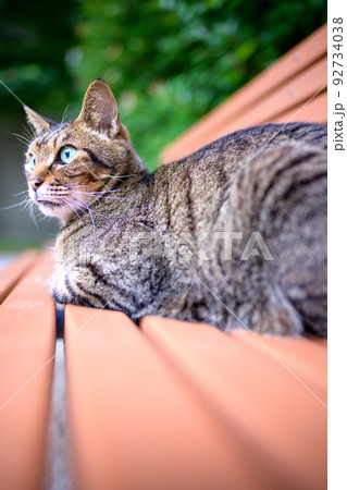 ベンチの上のキジトラ猫 ベンチの上のキジトラ猫 92734038