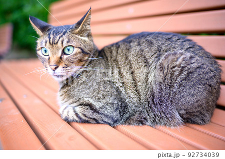 ベンチの上のキジトラ猫 92734039