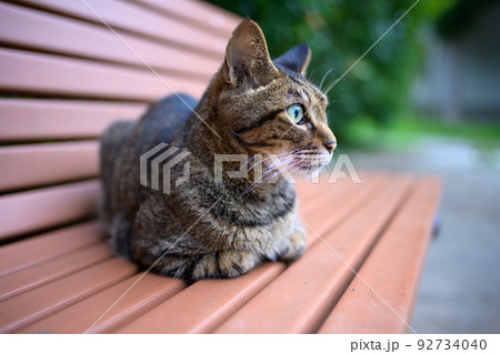 ベンチの上のキジトラ猫 92734040