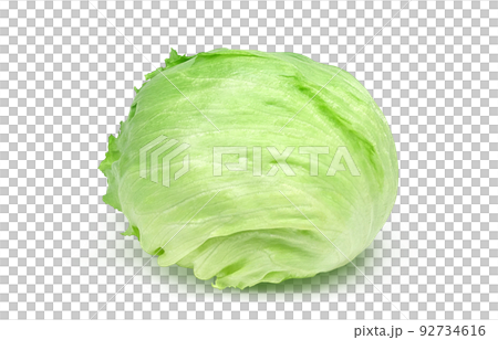 lettuce illustration real 92734616