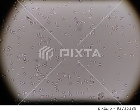 十勝天然酵母の顕微鏡写真 92735339