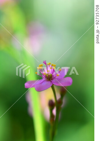 三時に花咲く　ハゼラン （爆蘭） 92735708