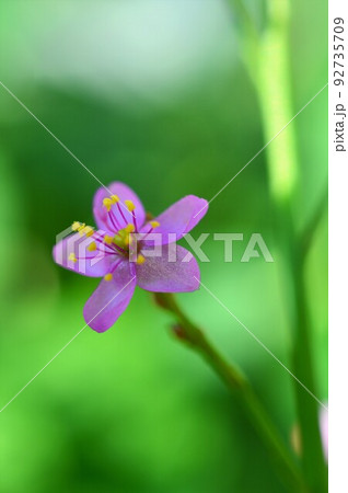 三時に花咲く　ハゼラン （爆蘭） 92735709