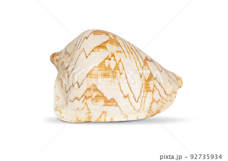 Image of andaman seashell (cymbiola nobilis) on a white background. Undersea Animals. Sea shells. 92735934