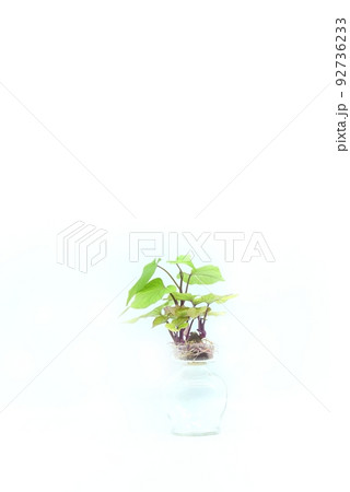 サツマイモの発芽 サツマイモの発芽 92736233