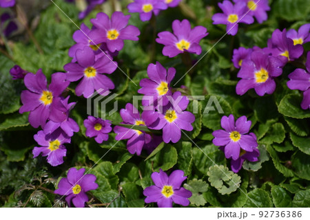 紫色のプリムラの花 紫色のプリムラの花 92736386