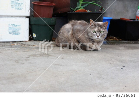 車庫で雨宿りする野良猫 92736661
