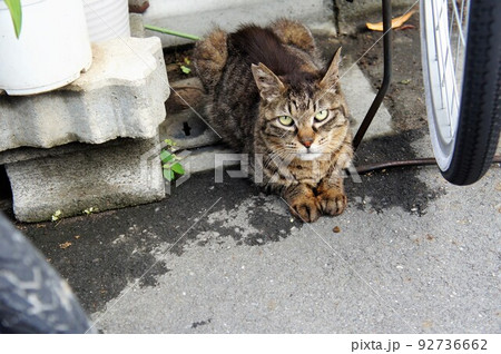 見つめるキジトラ猫 見つめるキジトラ猫 92736662