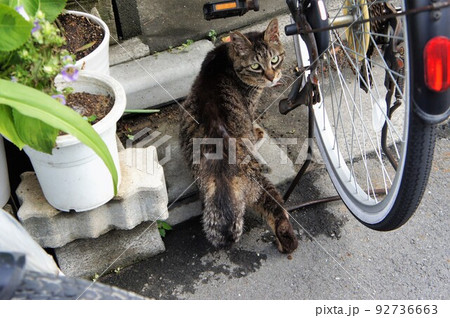 振り返る野良猫 振り返る野良猫 92736663