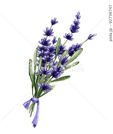 A bouquet of lavender flowers tied with a ribbon. Watercolor illustration of delicate purple flowers. A bouquet of lavender flowers tied with a ribbon. Watercolor illustration of delicate purple flowers. 92736747