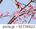 メジロ・河津桜 92736822